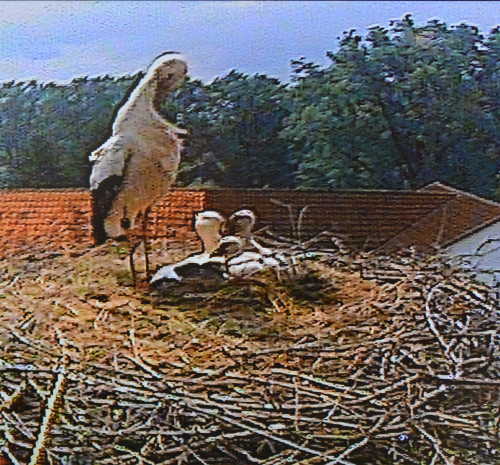 Die glückliche Storchenfamilie in Niedermöllrich 