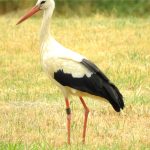 beringter Storch auf dem Weg nach Büttelborn