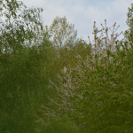 Storchenhorst Borkener See