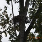 Baumhorst Weißstorch Pappel