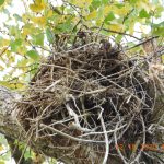 Beginn Horstbau Baumhorst Storch
