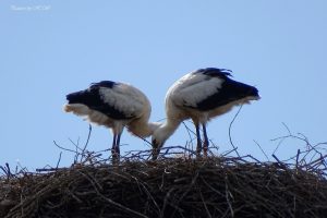 2 Jungstörche werden 2022 flügge Foto H.W.