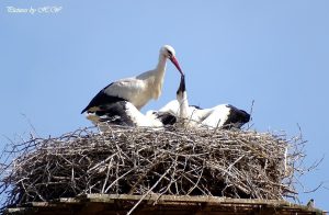 Durst bei den Jungstörchen, Konnefeld