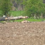 Baum gefällt vom Sturm