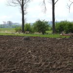 Storchenhorst vom Sturm zerstört