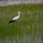 Flachwasserzone Borkener See