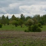 Borkener See Beweidung